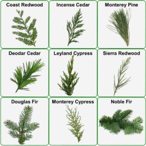 Choose & Cut (under 7')