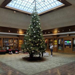 Commercial Size Trees