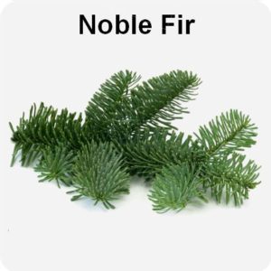 Noble Fir Foliage
