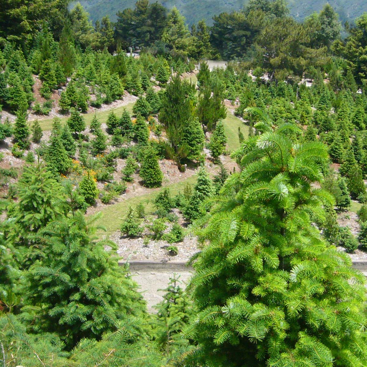 Wide variety of Christmas Trees