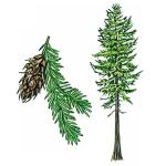 DouglasFir