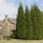 LeylandCypress