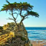 MontereyCypress