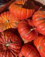 RedPumpkins