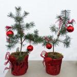 CharlieBrowns 4x4x300