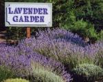 LavenderGarden 4x5x300